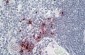 DEFA1/3 precursor Antibody (internal region)